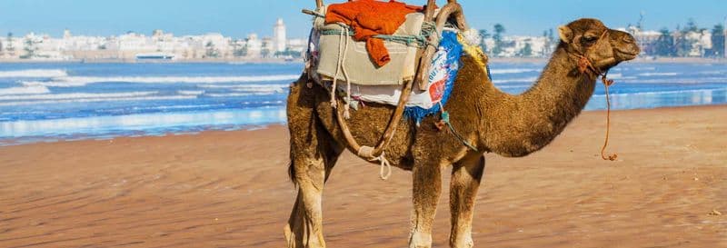 Balade en quad + Balade à dos de chameau