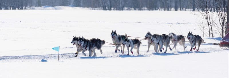 Balade en traîneau tiré par des chiens à Grandvalira
