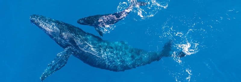 Observation de baleines et de dauphins