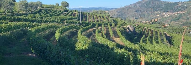 Visite guidée de la cave à vin de Quinta da Portela de Baixo avec dégustation