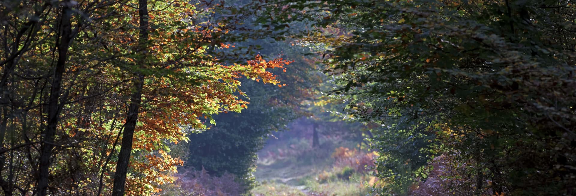 Randonnée dans la forêt de Fontainebleau