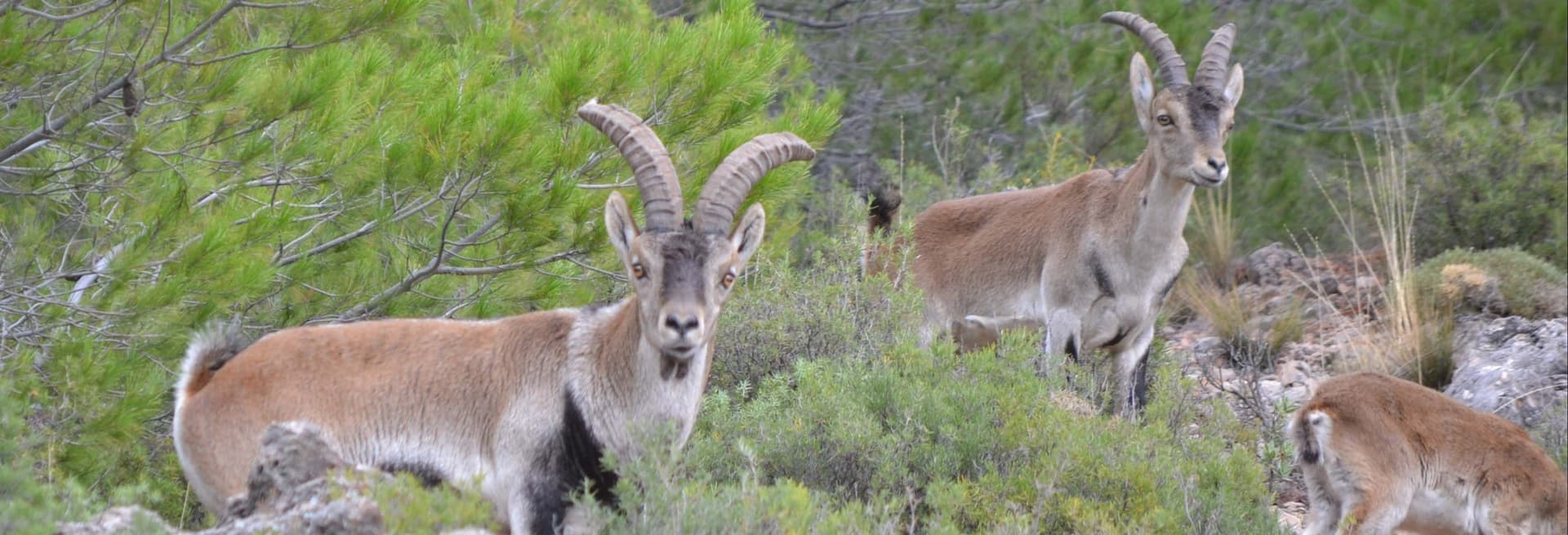 Balade en 4x4 dans les Sierras de Cazorla, Segura et Las Villas