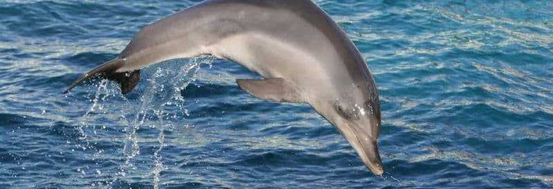 Observation de dauphins et baleines