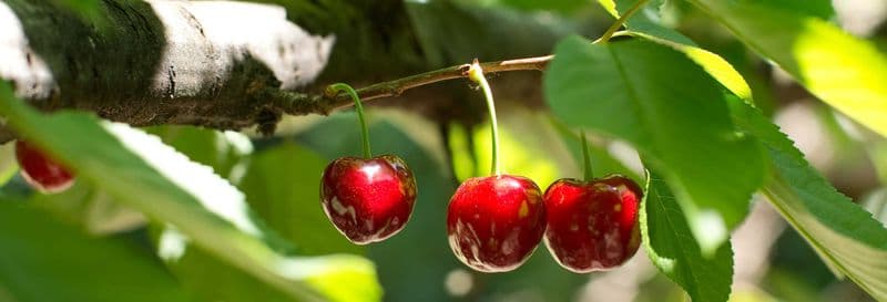 Balade en 4x4 dans la vallée du Jerte + Cueillette des cerises