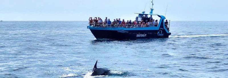 Balade en bateau aux grottes de Benagil + Observation de dauphins