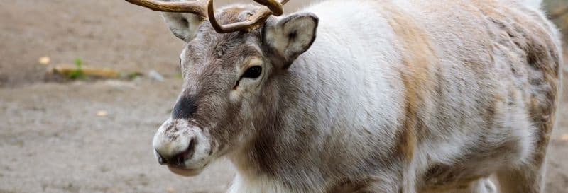 Safari dans les forêts de Stockholm