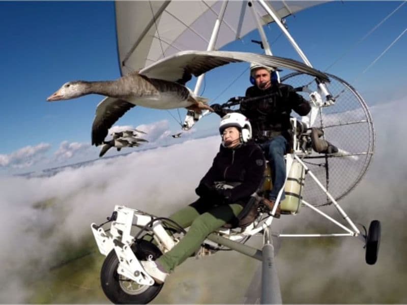 Vol en ULM avec des oiseaux migrateurs (15)