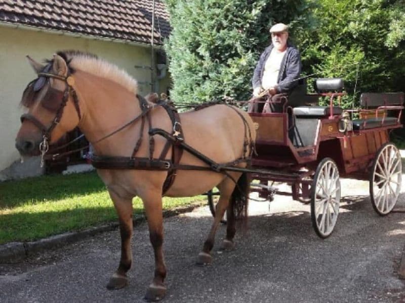 Balade en Calèche dans la Vallée du Petit-Morin (77)