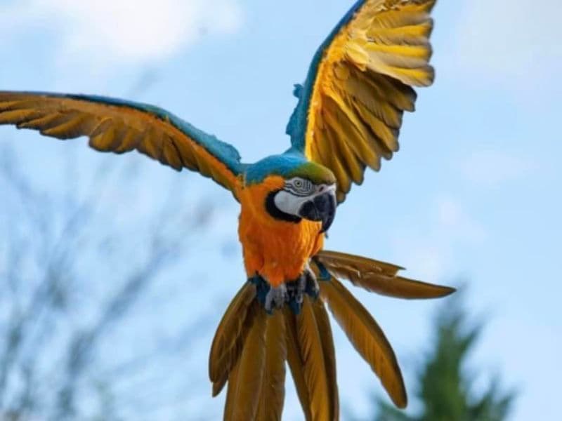 Billet pour le Parc des Oiseaux (01)