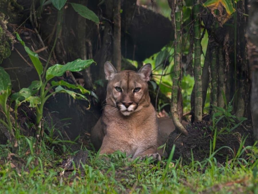 Billet pour le Zoo de Guyane (97)