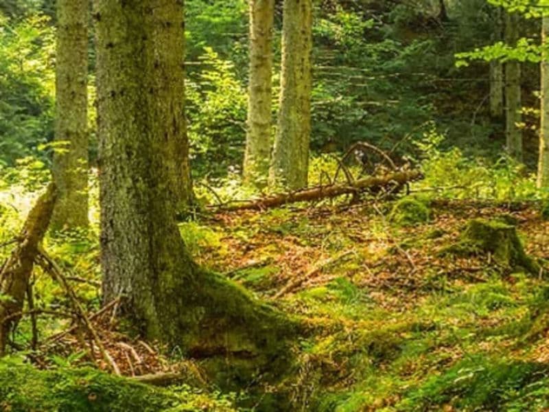 Stage de survie 1/2 journée dans la forêt de Marly-le-Roi (78)