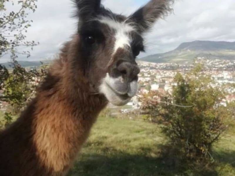 Balade avec des Lamas à Millau (12)