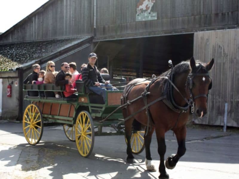 Balade en calèche à la Bergerie Nationale de Rambouillet