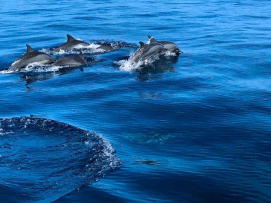 Balade safari marin à La Réunion (97)