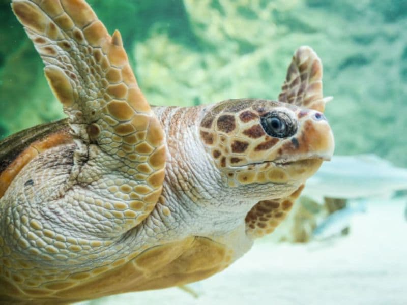 Billet pour l'Aquarium de Biarritz (64)