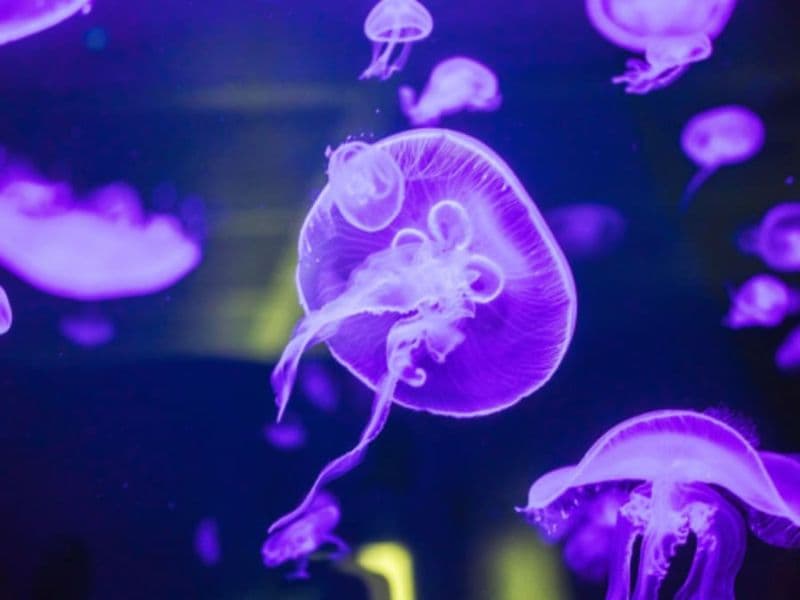 Billet pour le Pavillon Bretagne à Océanopolis (29)