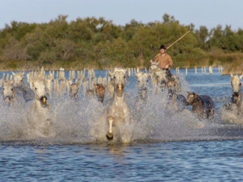 Excursion camargues et dégustation de vins à Aigues-Mortes (30)