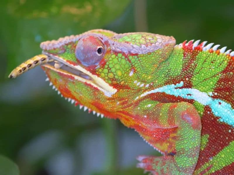 Billet pour Planet Exotica (17)