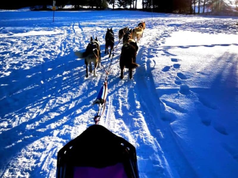 Baptême de chiens de traîneau à Camurac (11)