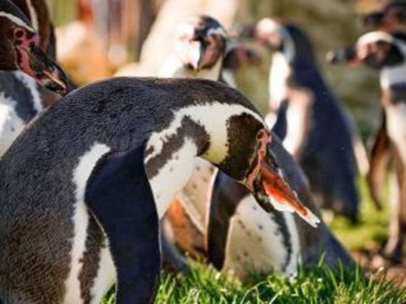 Nourrir les manchots au parc Parrot World (77)