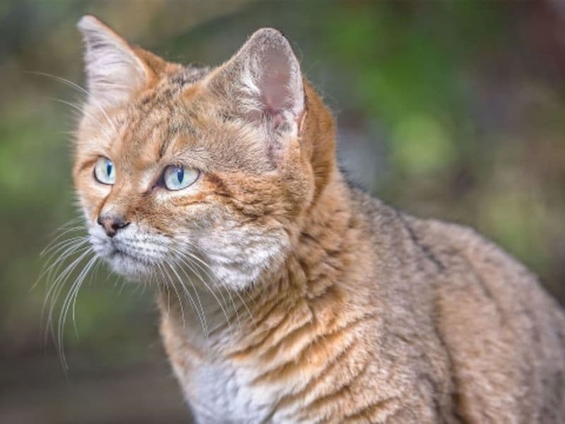 Billet Billet pour le Parc zoologique et botanique de Mulhouse (68)