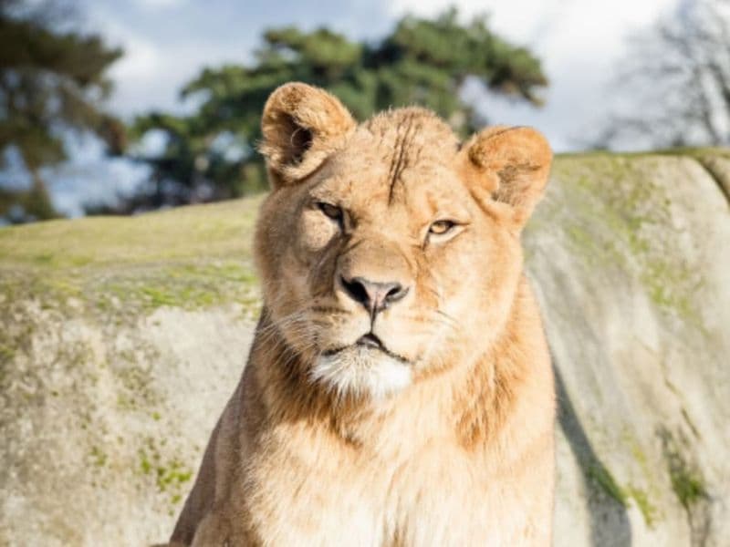 Billet coupe-file pour le Parc Zoologique de Paris
