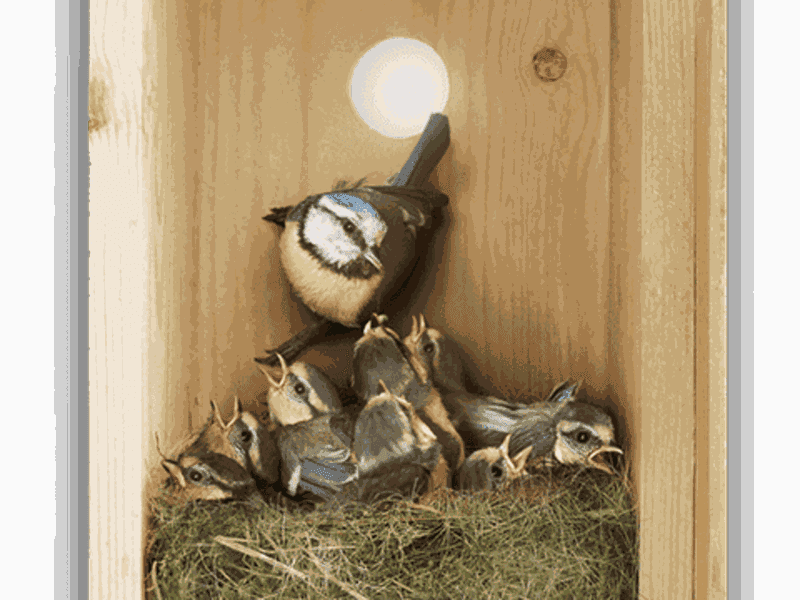 Animation oiseaux! Nids et distributeurs de laine!