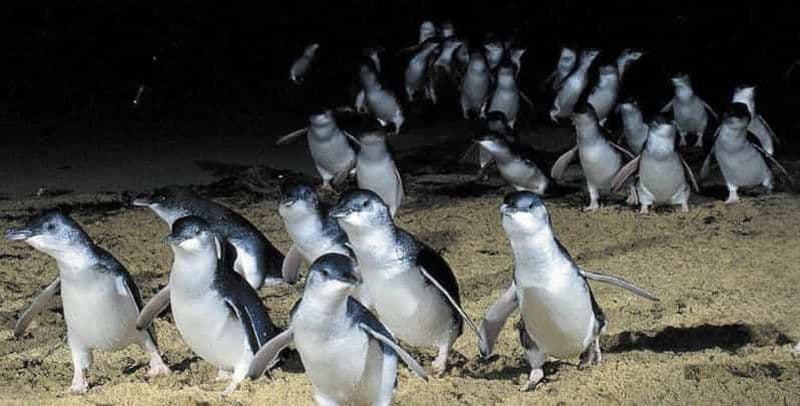 Au départ de Melbourne : Excursion d'une journée à Phillip Island pour observer les pingouins et la nature