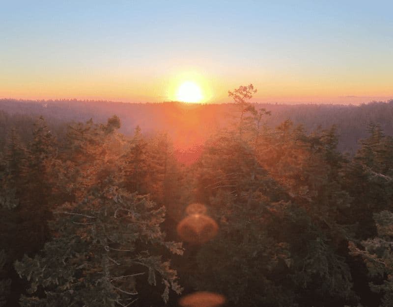Parc d'État de Silver Falls : Escalade dans les arbres au coucher du soleil