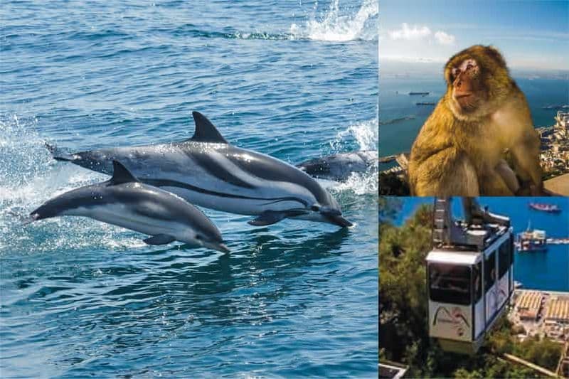 Gibraltar : croisière d'observation des dauphins et billet coupe-file pour le téléphérique