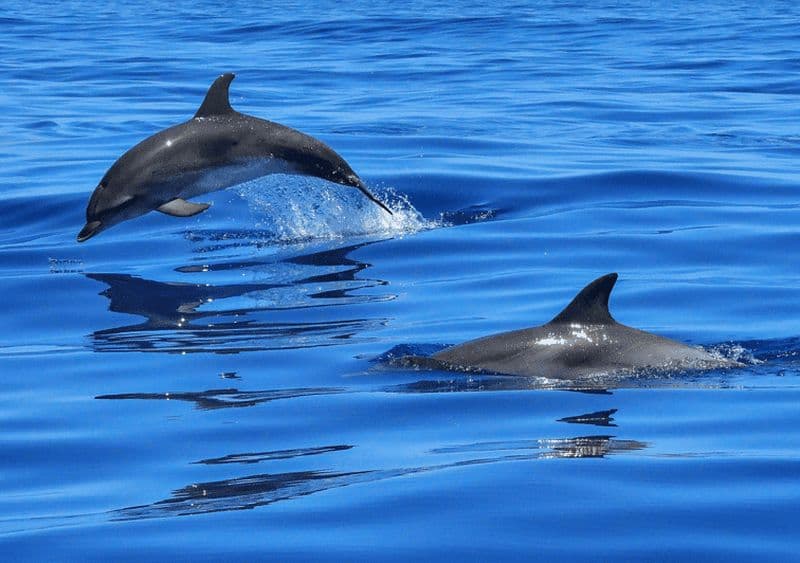 Lisbonne : Croisière sur le Tage jusqu'à l'océan et observation des dauphins