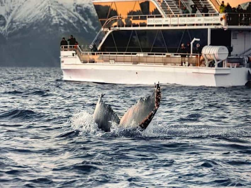 Tromsø : Observation des baleines en bateau hybride-électrique