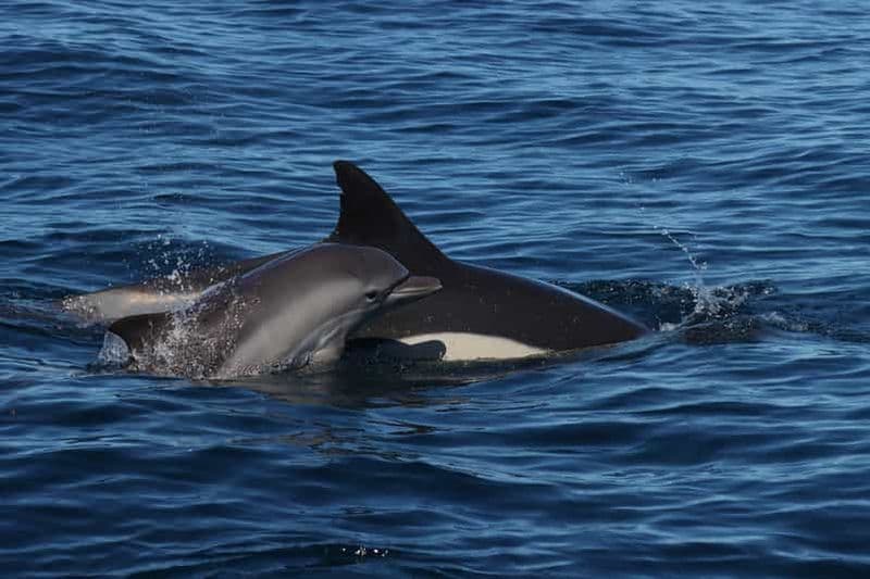 Lagoa : observation des dauphins et visite de Benagil avec un guide biologiste