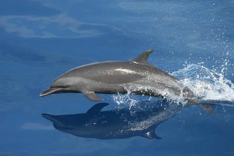 Vrsar : Tour en bateau pour observer les dauphins, boissons comprises