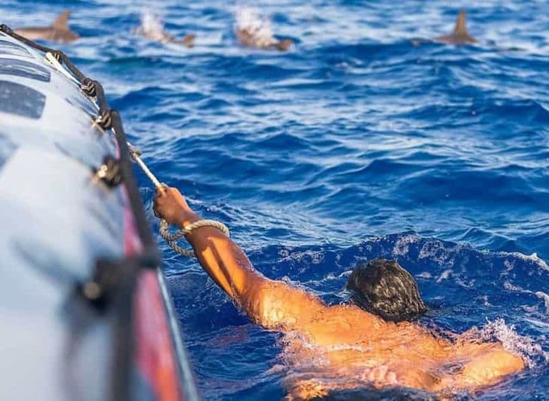 Funchal : Croisière d'observation des baleines et de nage avec les dauphins