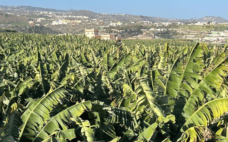 Grande Canarie : Tour du rhum, des vins et des bananes