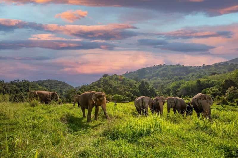 Phuket : Visite à pied et nourrissage au sanctuaire du parc des éléphants de Bukit