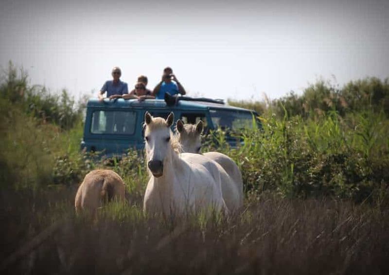 Aigues Mortes : Safari photo en Jeep en Camargue