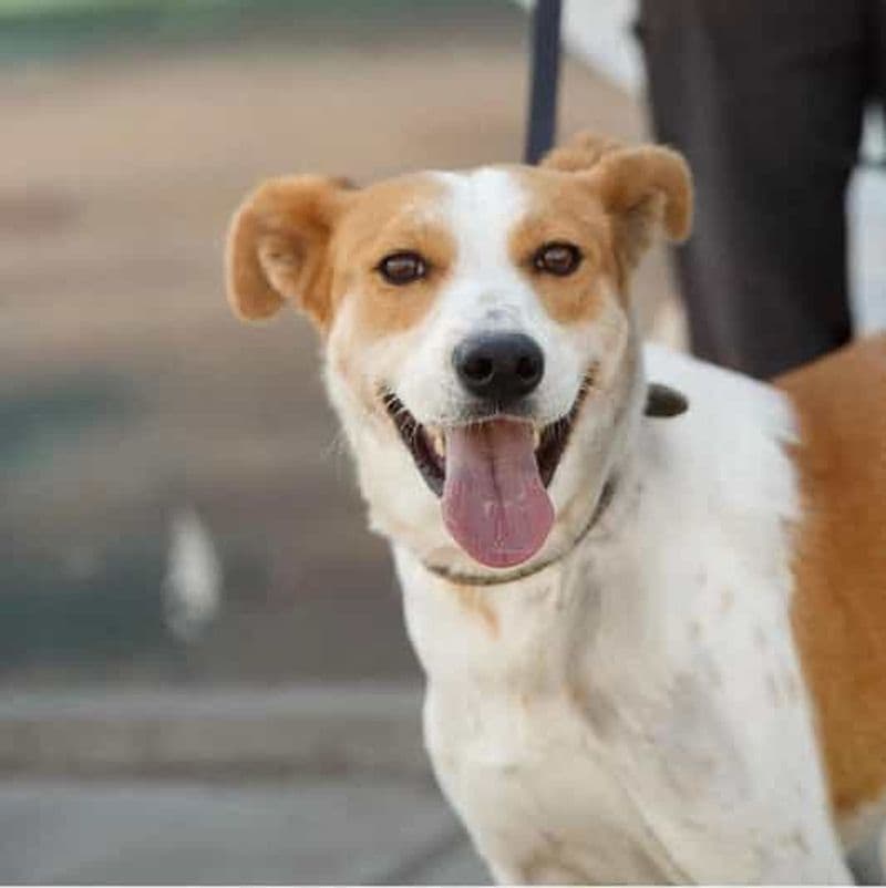 Skiathos : Visite d'un refuge pour chiens, randonnée et cours de cuisine avec déjeuner