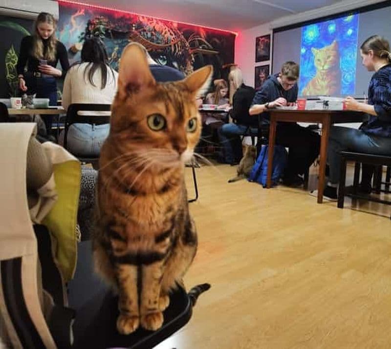 Budapest : Atelier de peinture acrylique au Musée du Chat de Budapest