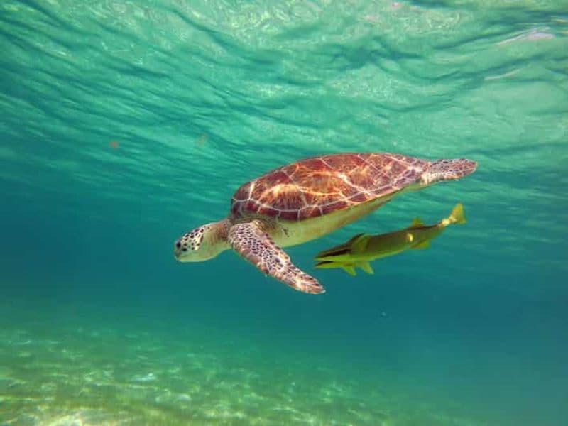 Billet Akumal : Plongée guidée avec les tortues de mer