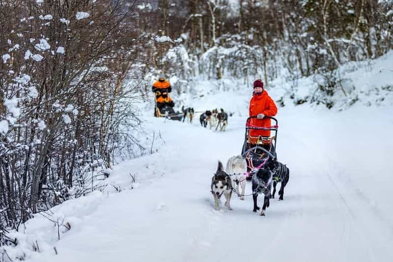 Depuis Tromsø : Aventure en traîneau à chiens à Tamokdalen