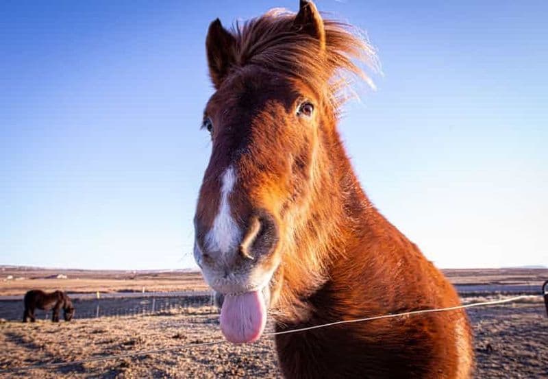 Visite privée du cercle d'or, de la boulangerie de la source chaude et de la ferme de tomates