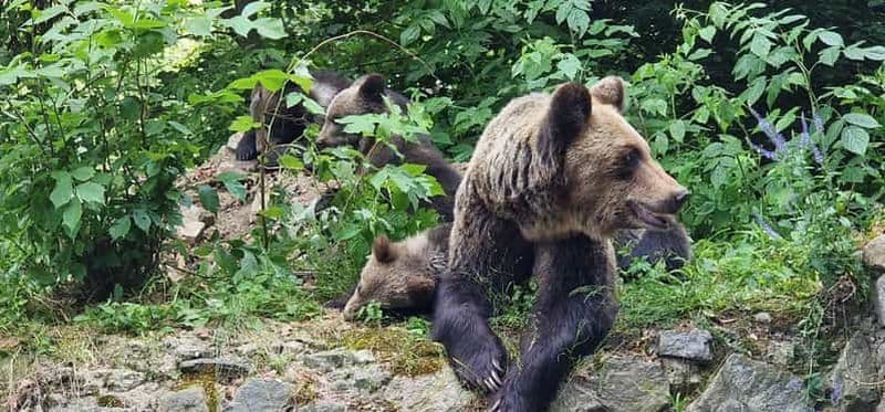 Bucarest : sanctuaire des ours bruns et excursion en quad