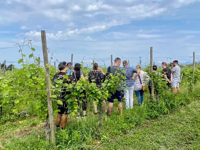 Sirmione : visite du vignoble avec les vins Lugana et dégustations locales