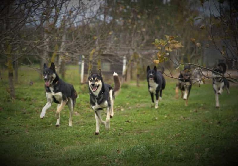CHENIL DE CHIENS DE TRAÎNEAU VISITE TARTU PAYS ESTONIE