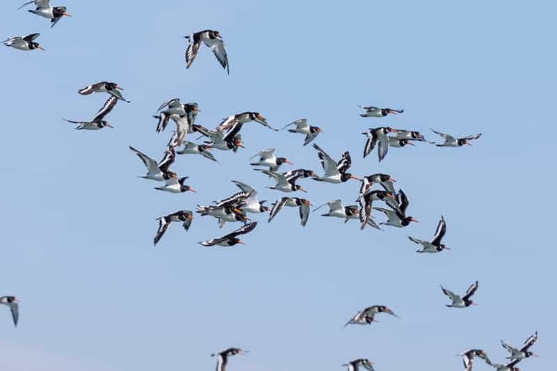 Tour en bateau pour l'observation des oiseaux dans l'estuaire du Tage