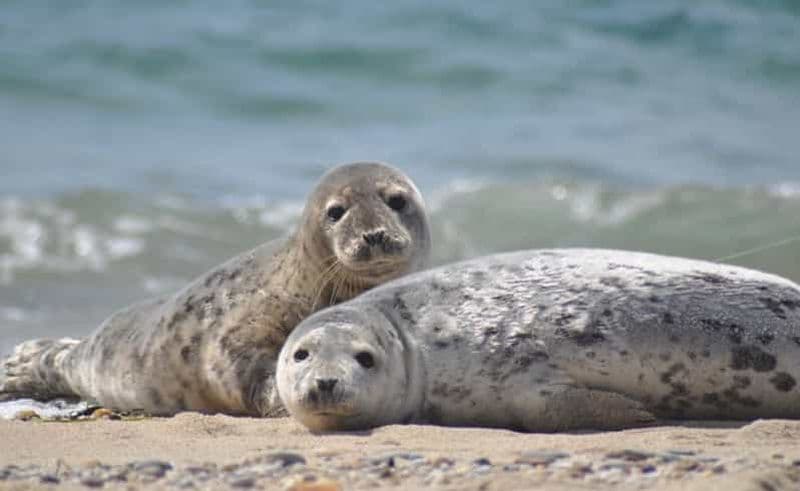 Liste/Sylt : Croisière guidée d'observation des phoques à bord d'un bateau rustique