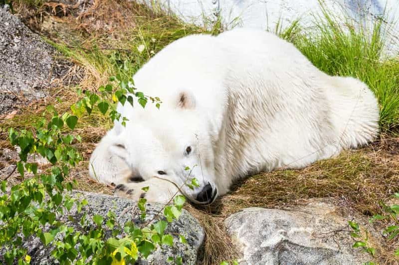 Rovaniemi : visite à pied du parc animalier de Ranua avec transfert