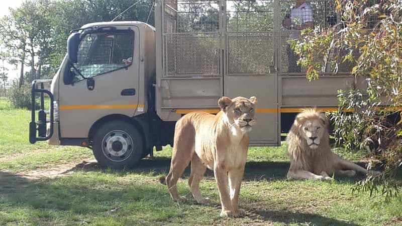 Depuis Johannesburg : Visite d'une demi-journée du Lion & Safari Park